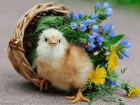 Pavithra Y