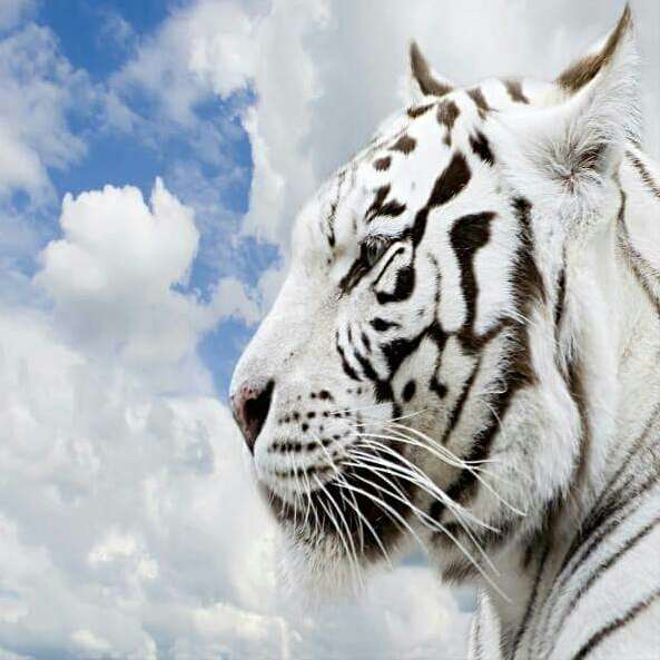 S Fahad Hussain Brother